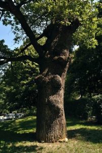 Grandfather Slaveykov’s place and the oak of Pencho Slaveykov